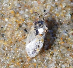 Geocoris pallens