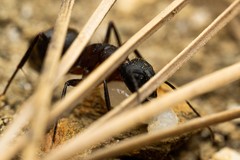 Camponotus herculeanus
