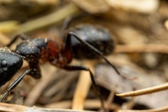 Camponotus herculeanus