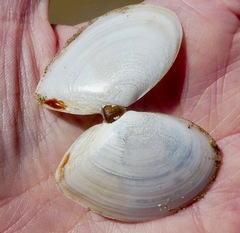 Rexithaerus indentata
