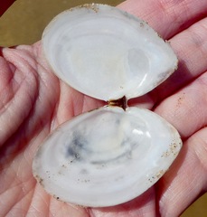 Rexithaerus indentata