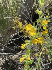 Diplacus clevelandii