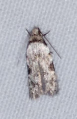 Taygete attributella