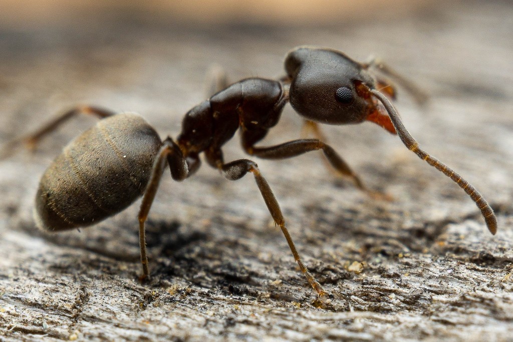 Liometopum luctuosum