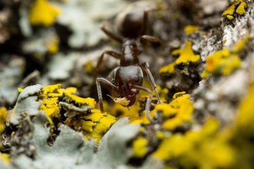 Liometopum luctuosum photo 5