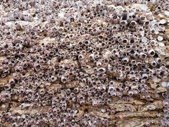 Amphibalanus variegatus