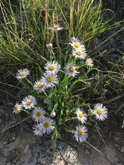 Erigeron canus