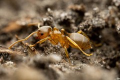 Lasius pallitarsis