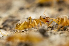 Lasius pallitarsis