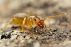 Lasius pallitarsis