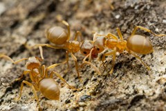 Lasius pallitarsis