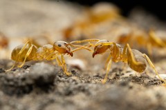 Lasius pallitarsis