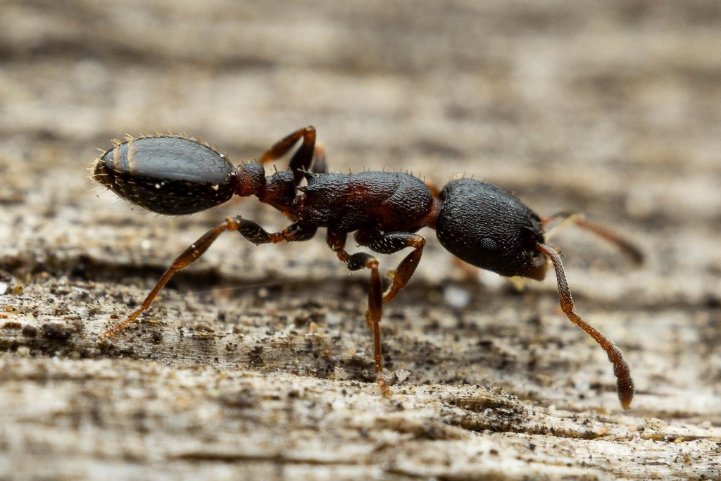 Leptothorax crassipilis