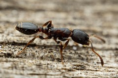 Leptothorax crassipilis