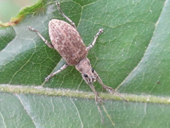 Lepidepistomodes fumosus