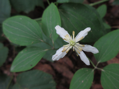 Clematis terniflora mandshurica