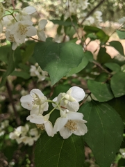 Philadelphus pekinensis