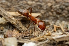 Polyergus mexicanus