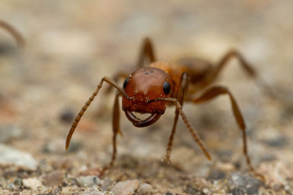 Mexican Amazon Ant