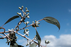Eucalyptus nortonii