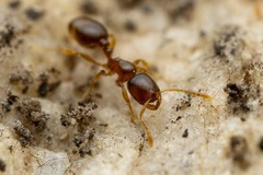 Solenopsis validiuscula