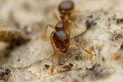 Solenopsis validiuscula