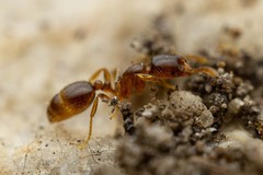 Solenopsis validiuscula