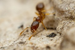 Solenopsis validiuscula
