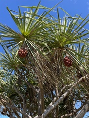 Pandanus spiralis