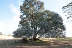 Eucalyptus nortonii