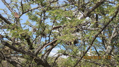 Senegalia subangulata