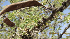 Senegalia subangulata