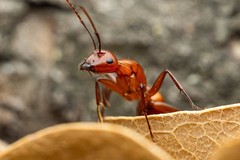 Camponotus schaefferi