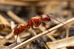 Camponotus schaefferi