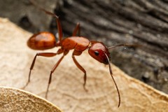 Camponotus schaefferi