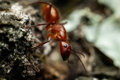 Camponotus schaefferi