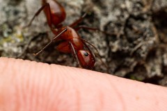 Camponotus schaefferi