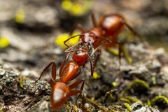 Camponotus schaefferi