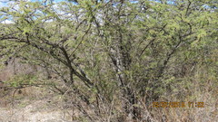 Senegalia subangulata