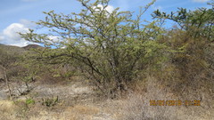 Senegalia subangulata