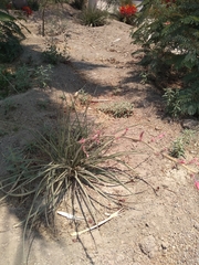 Hesperaloe parviflora