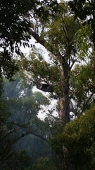 Eucalyptus marginata marginata