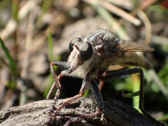 Proctacanthus milbertii
