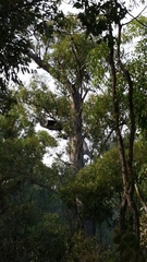 Eucalyptus marginata marginata