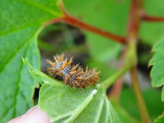 Polygonia comma