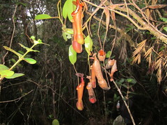 Nepenthes edwardsiana