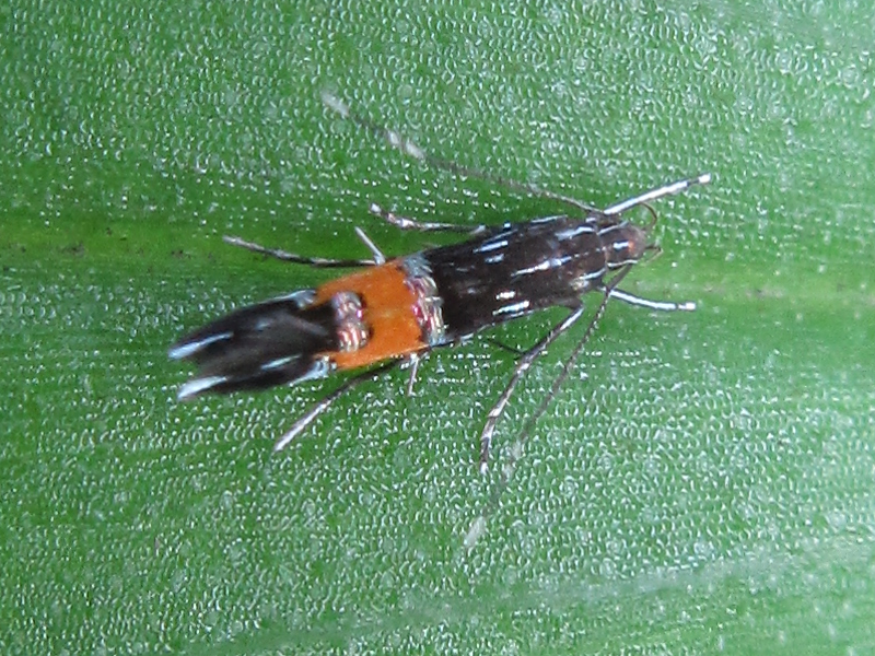 Cosmopterix fulminella