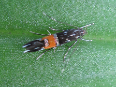 Cosmopterix fulminella