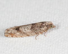 Pseudexentera kalmiana