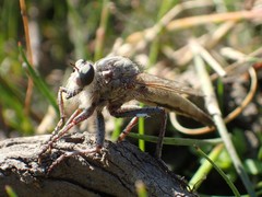 Proctacanthus milbertii